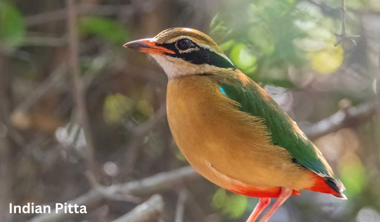 Hyderabad birder spots returning migratory flycatcher at Ameenpur