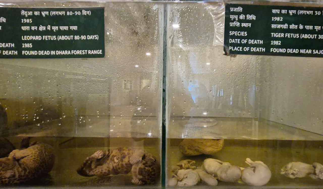 Teddy tigers and preserved embryos: Museum in Corbett tries to keep them ‘alive’