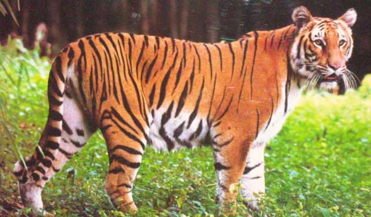 Kawal Tiger Reserve hosts nature walk to promote wildlife conservation