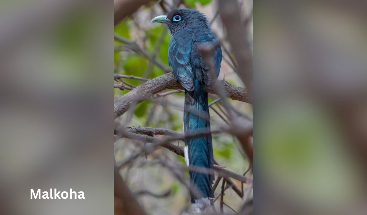Hyderabad birder spots returning migratory flycatcher at Ameenpur