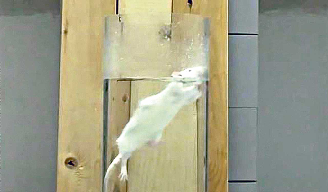 From rats to monkeys, strict new rules for lab animal testing