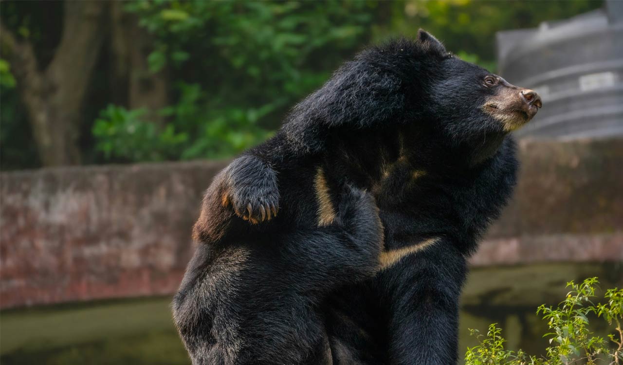 Rajanna Sircilla: Man injured in sloth bear attack while collecting Bathukamma flowers