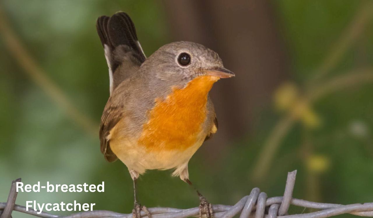 Hyderabad birder spots returning migratory flycatcher at Ameenpur