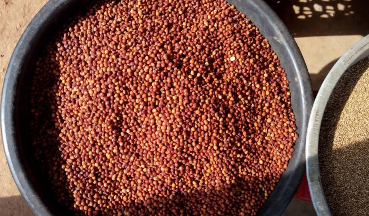 Telangana’s GI-tagged Tandur red gram makes export debut in Australia