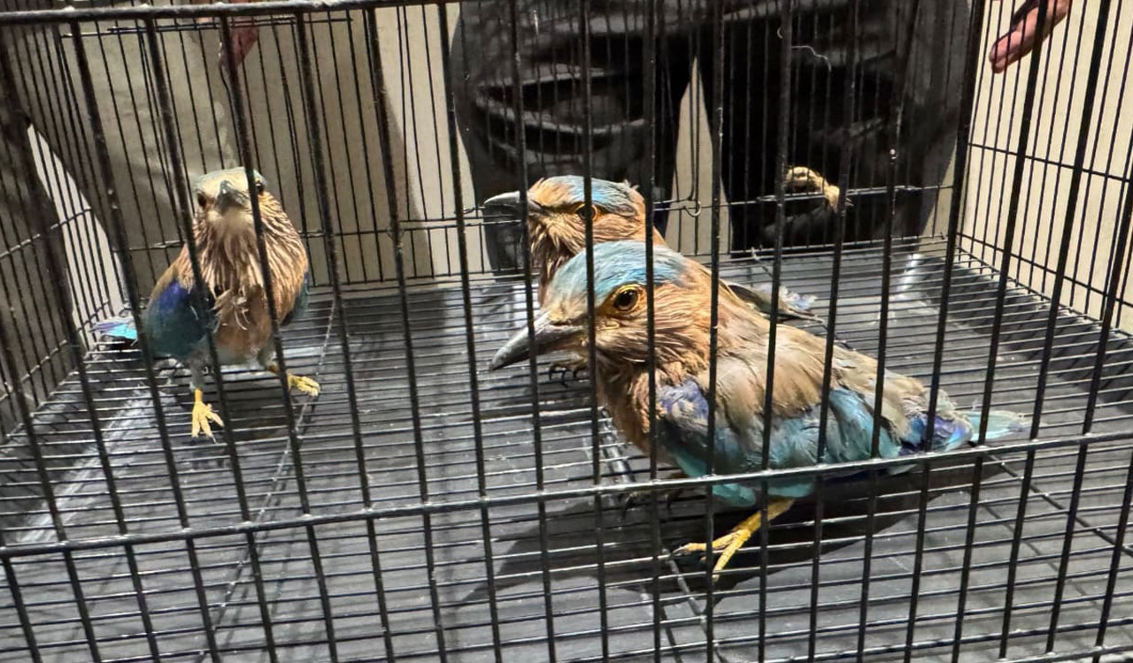 GHSPCA rescues four Palapitta birds during Dasara