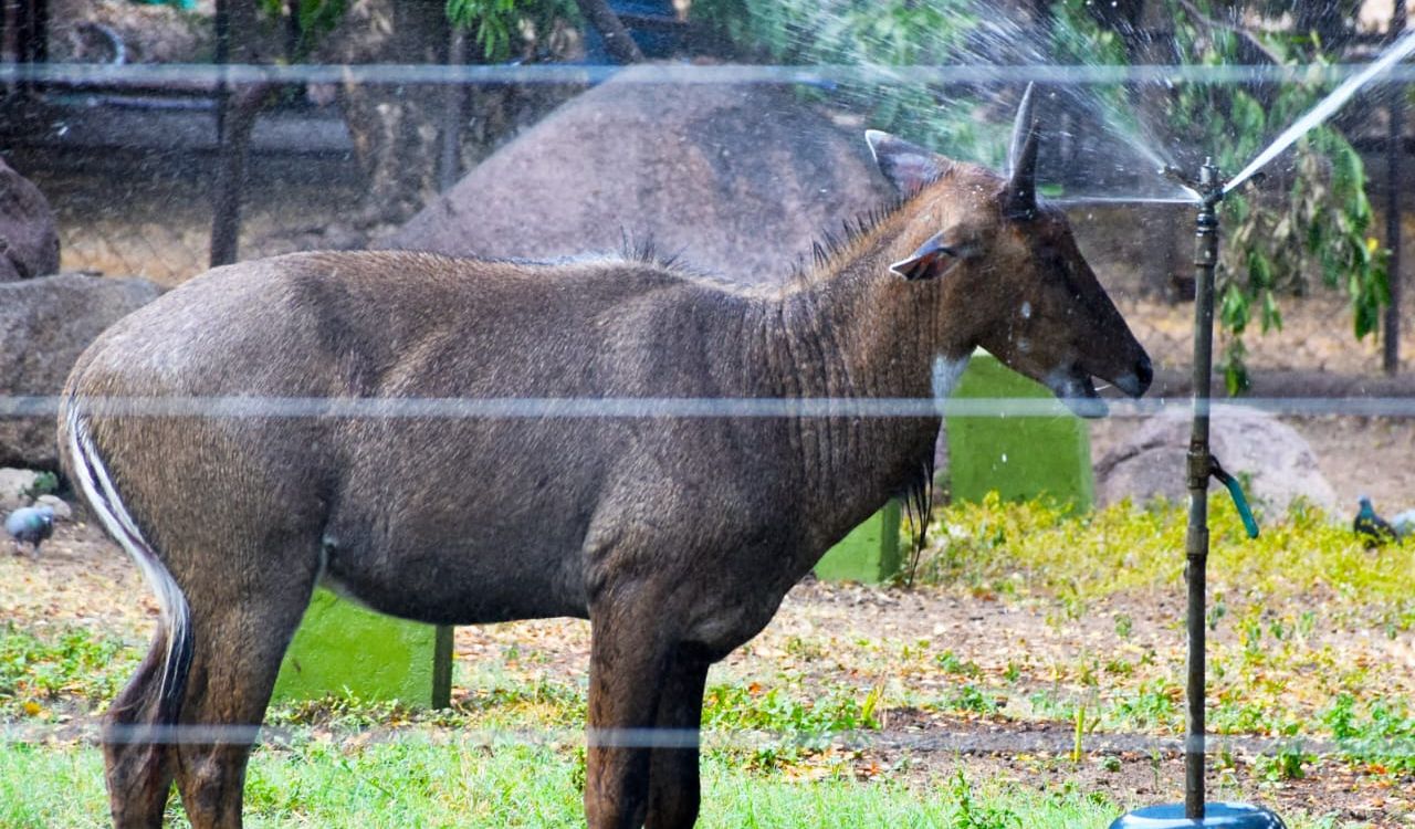 Hyderabad Zoo to welcome kangaroos, wallabies and lemurs