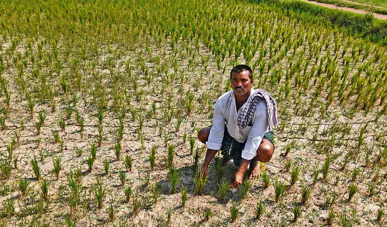 Tenant farmers seek Cultivator Cards as Telangana assesses drought, El Nino impact