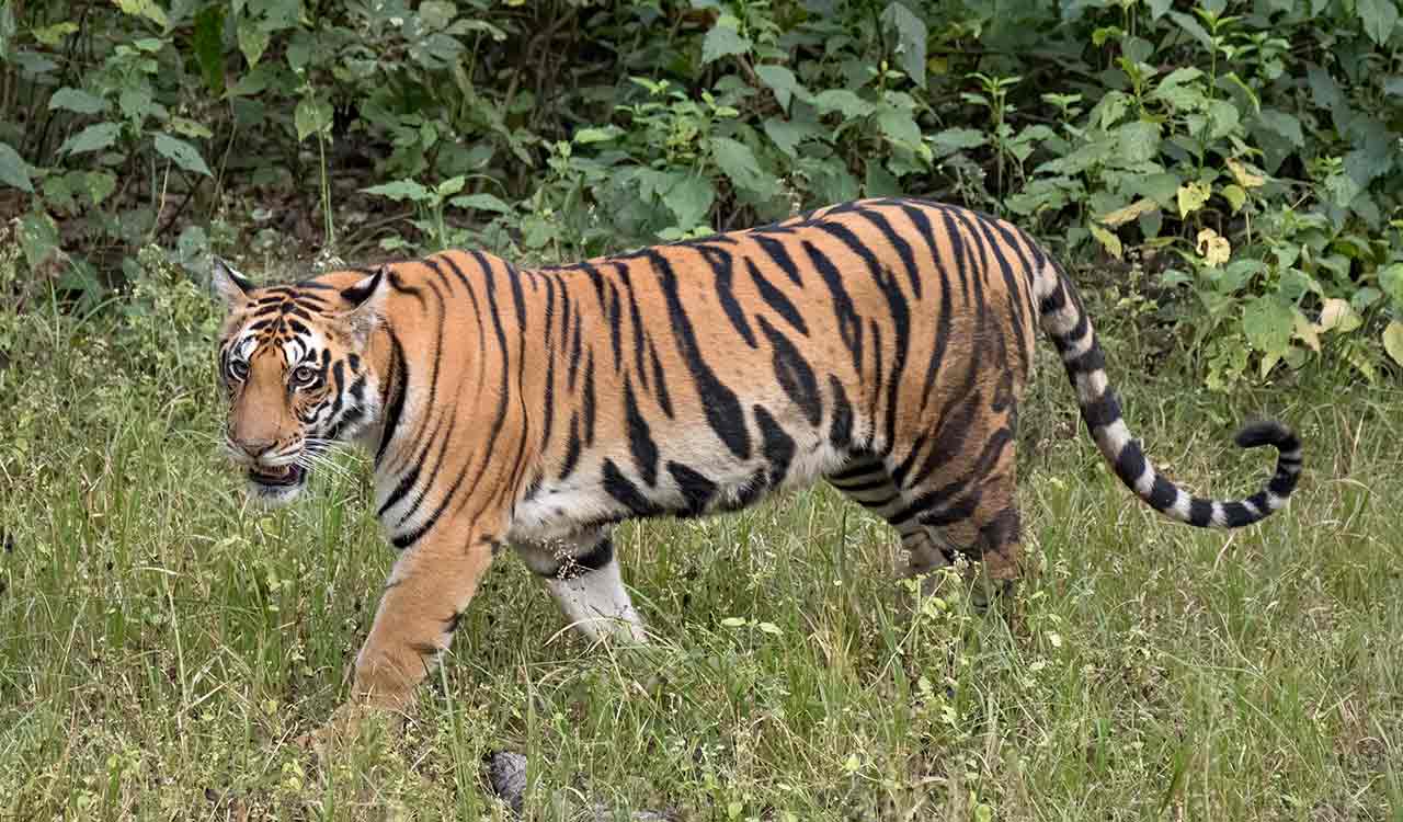 Giant cage helps forest officials capture man-eater tiger T-122