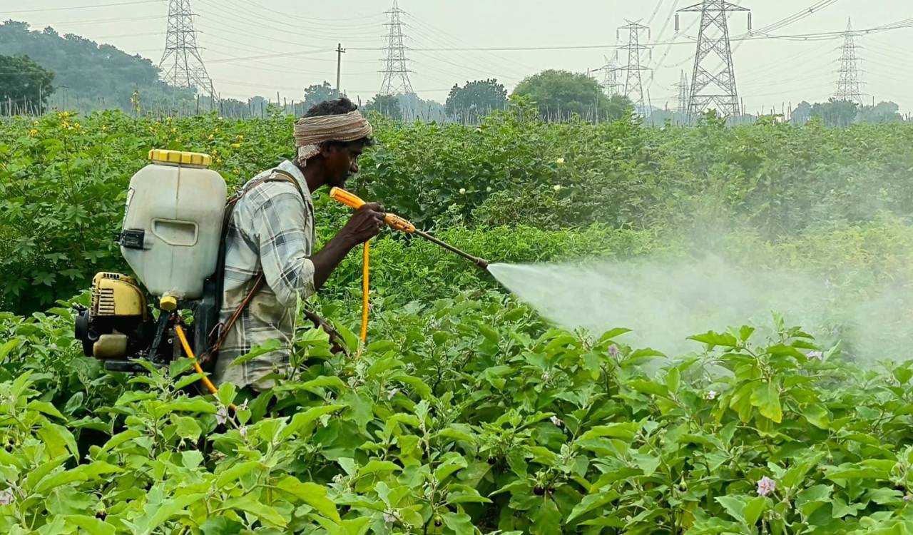 Vegetables growers in Kothagudem’s Julurpad create a mark of their own, makes good earning